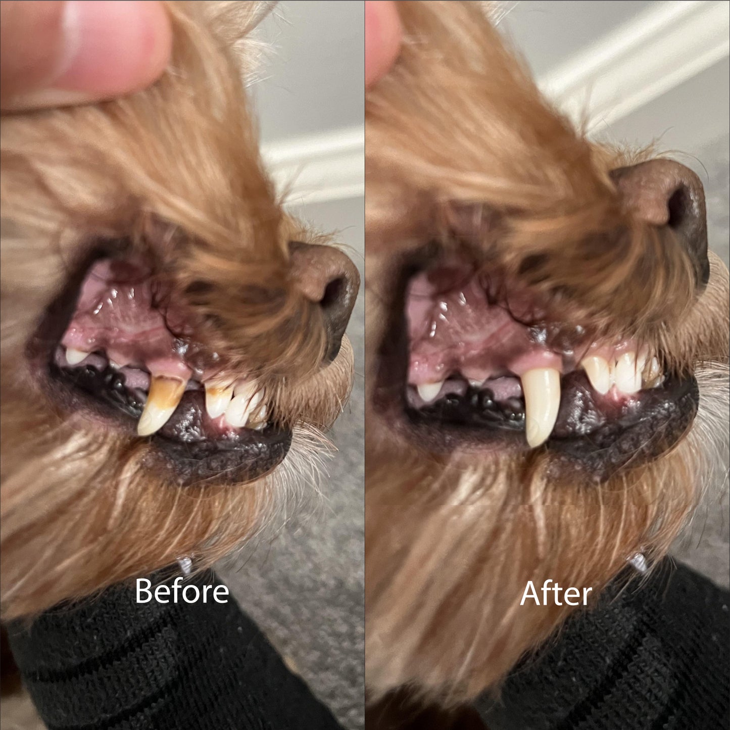 Doggies™ Selenium & Chelated Minerals Dental & Heart Health Chew