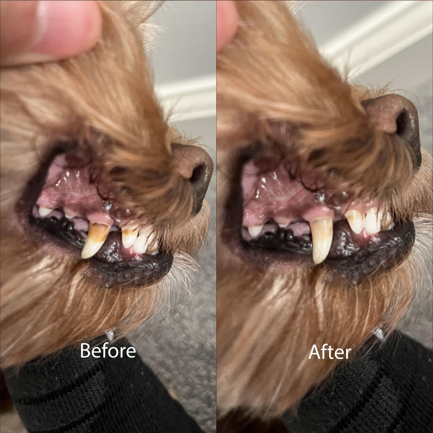 Vet-Formulated Dental Chews With Lactoferrin (Mother's Milk)