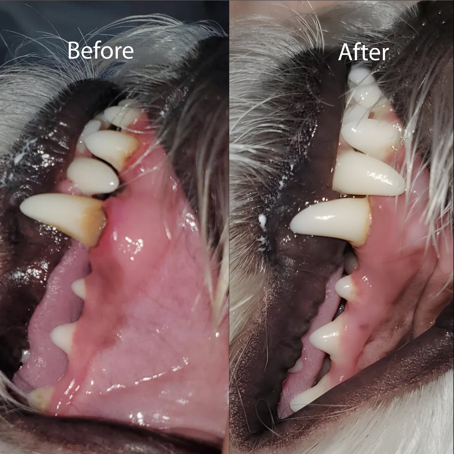 Vet-Formulated Dental Chews With Lactoferrin (Mother's Milk)